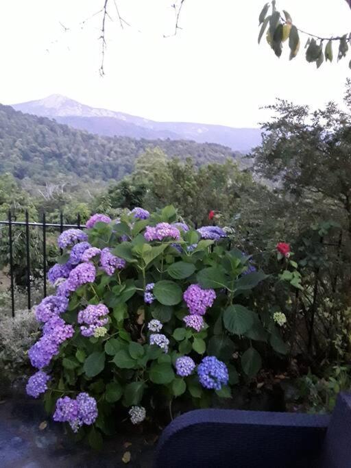 Petit Coin De Paradis Evisa Exteriér fotografie